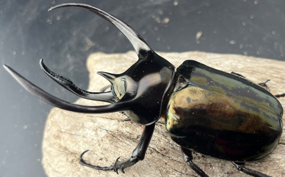 【WD】良型《ミンダナオアトラスオオカブト マラグサン産 96mm ペア》