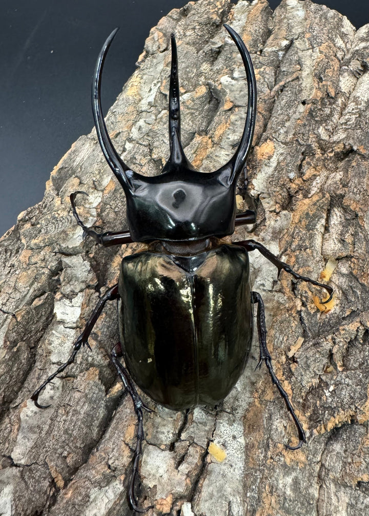 【WD】《ジャワコーカサスオオカブト 106mm ペア》