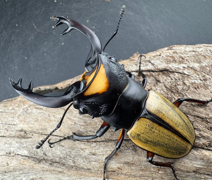 【WD】《ラコダールツヤクワガタ 79mm ペア》