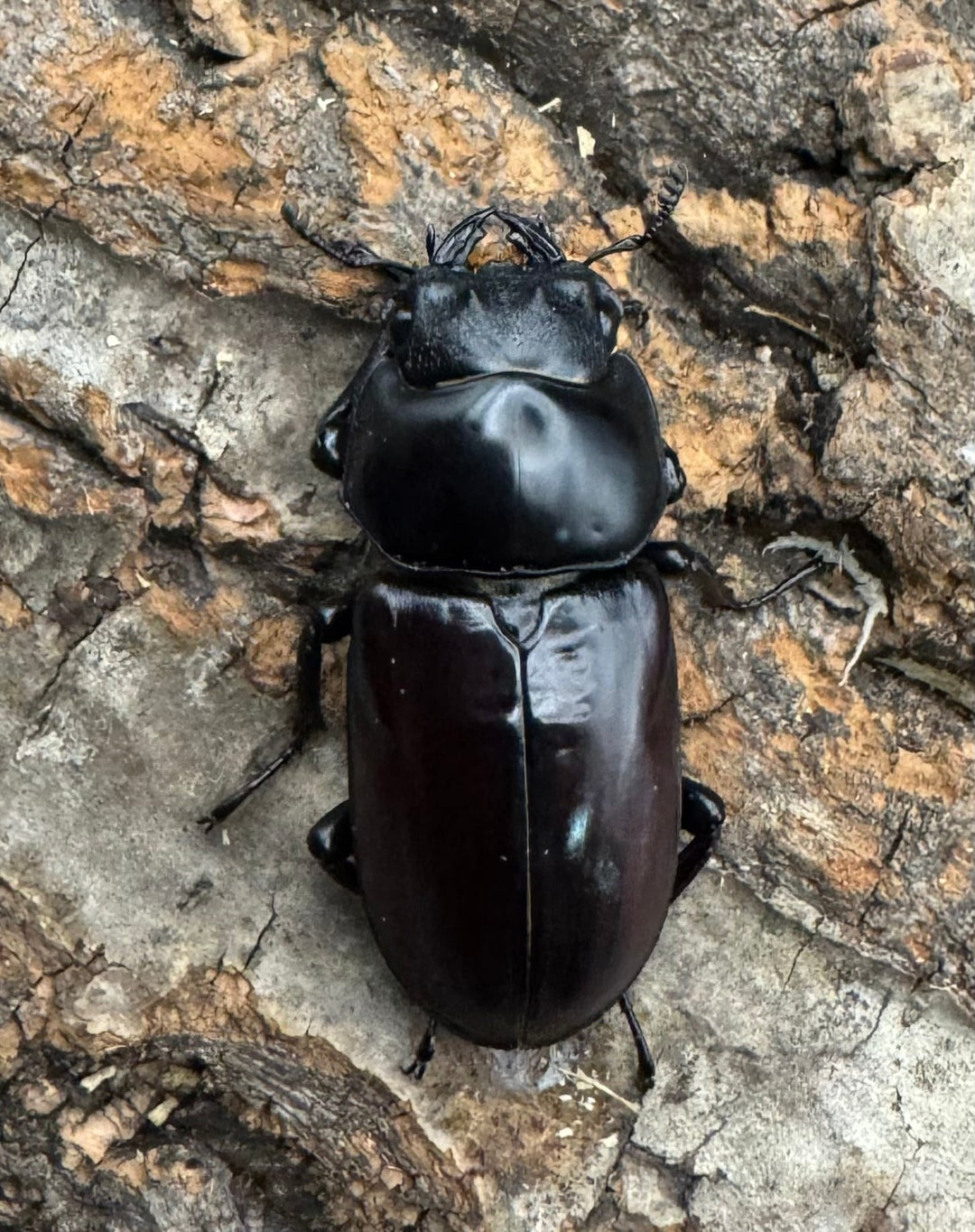 【WF1】《アローコクワ亜種リエン 65mm B品ペア》Moro氏ブリード個体