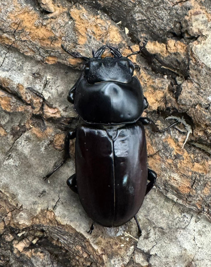 【WF1】《アローコクワ亜種リエン 65mm B品ペア》Moro氏ブリード個体