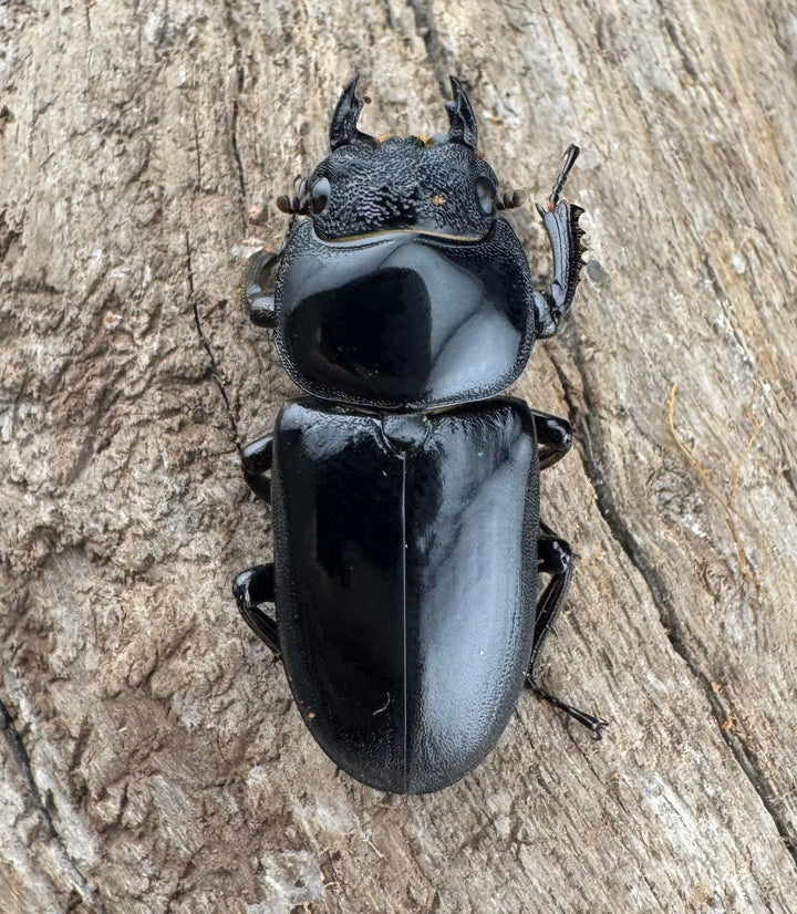 【WD】《ドルクスヤクシャ原名亜種 43mm ペア》