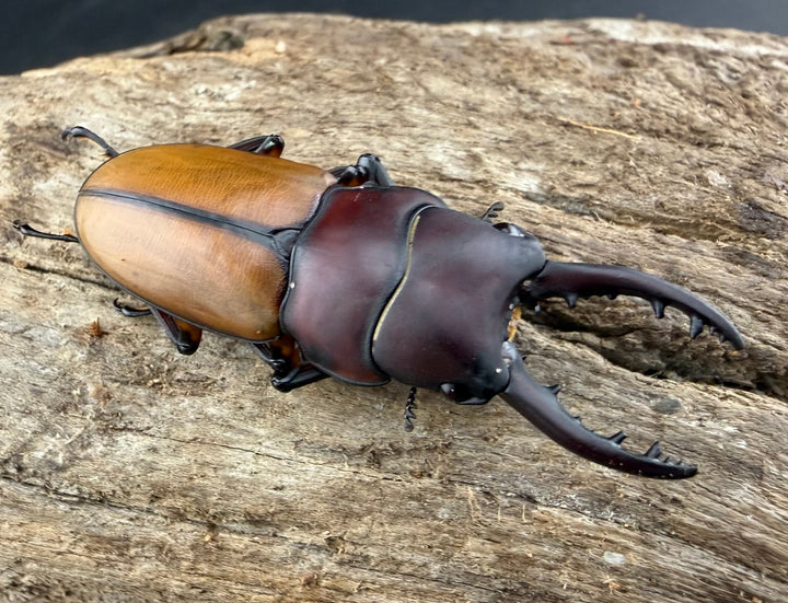 【WD】《ブルイジンノコギリ ペレン島産 40mm ペア》