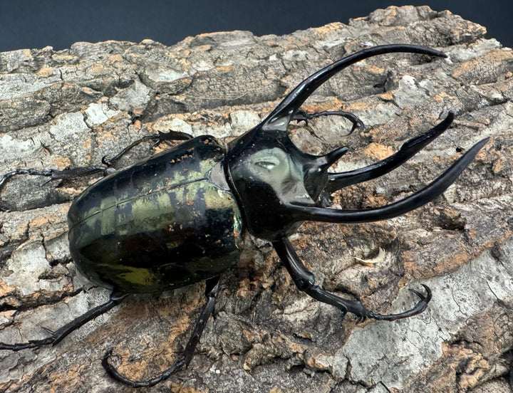 【WD】《ミンダナオアトラスオオカブト 95mm ペア》