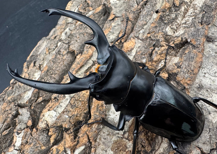 【WD】《インターメディアツヤクワガタ ネグロス産 98mm ペア》