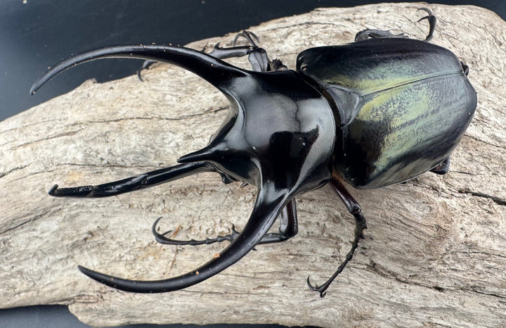 【WD】《ジャワコーカサスオオカブト 96mm ペア》