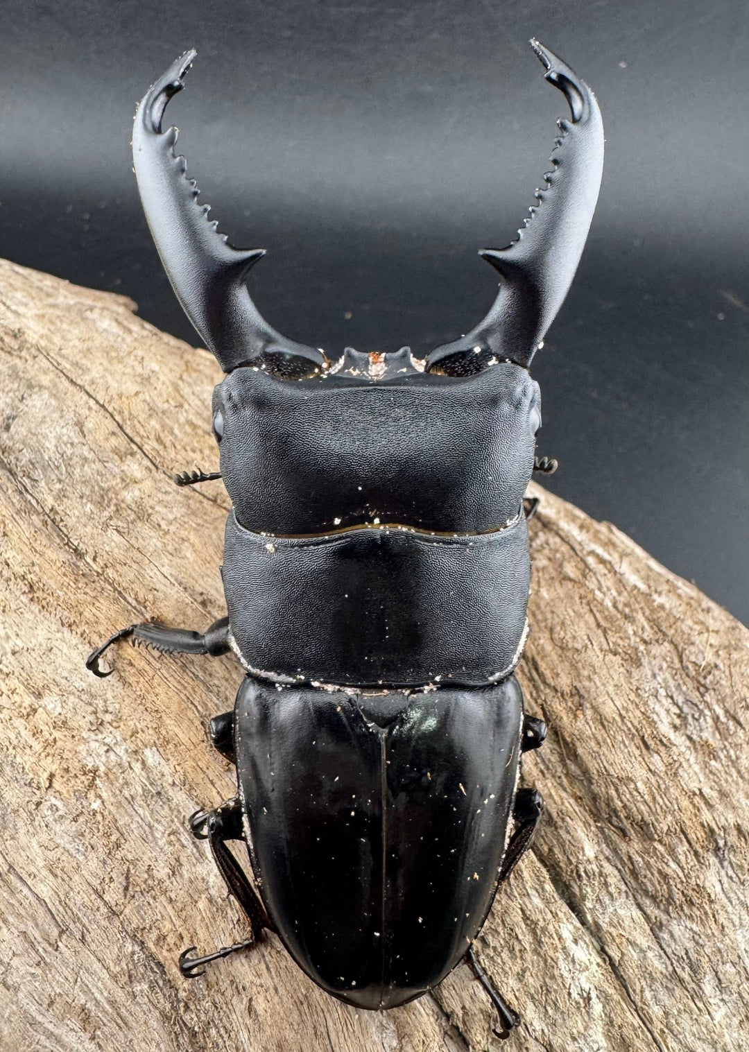 【WD】《ミンダナオヒラタ マラグサン産 91mm ペア》