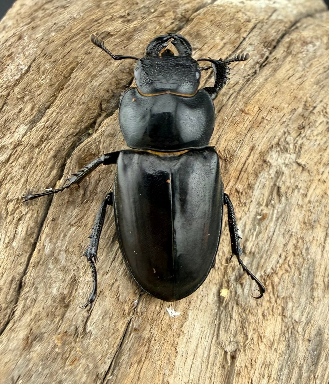 【WF2】《ラエトゥスミヤマクワガタ 51.5mm ペア》