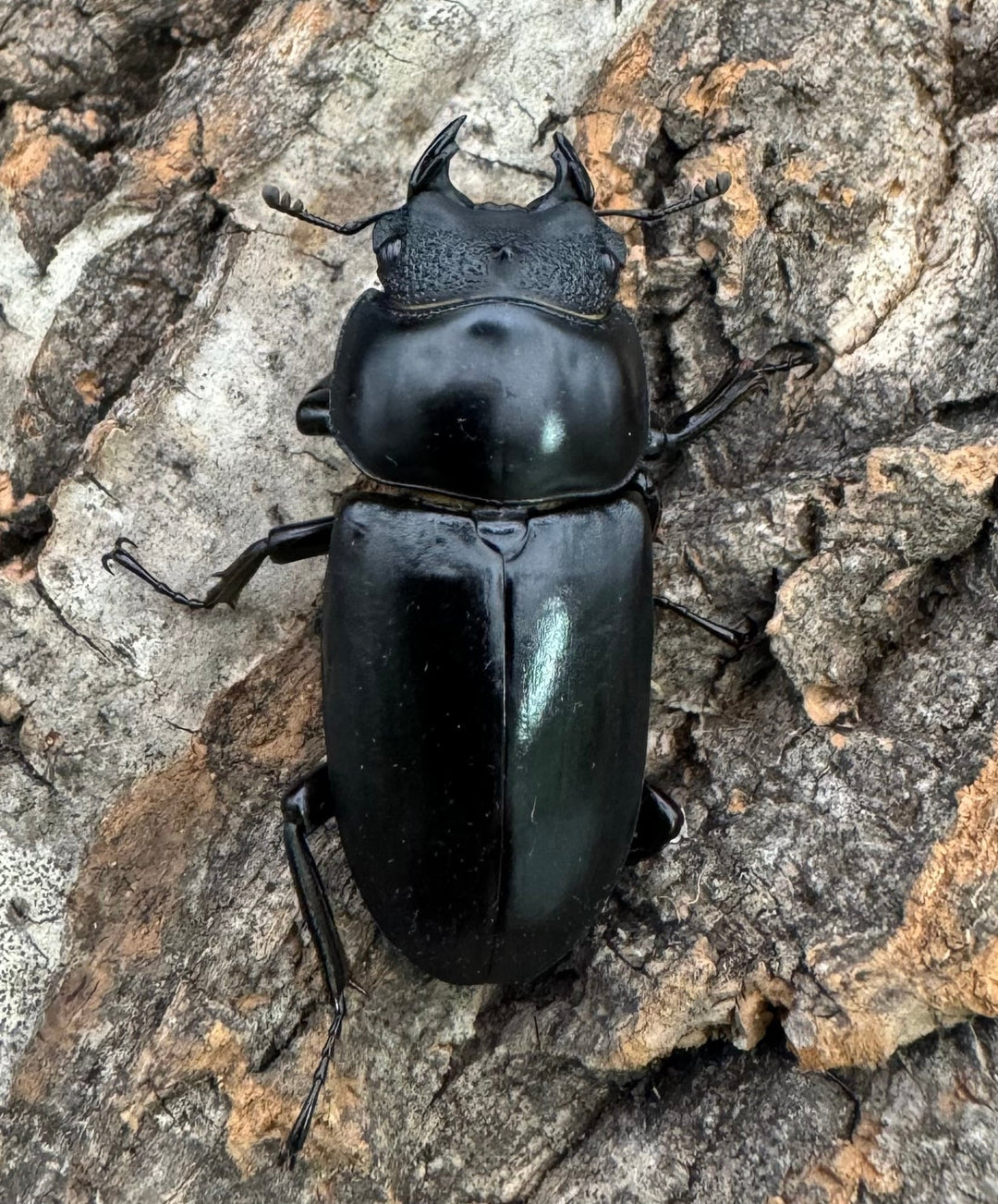 【WD】《ネパレンシス ssp. チベット産 ♀単B品》