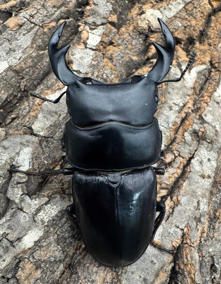 《タイワンオオクワガタ 72mm ペア》