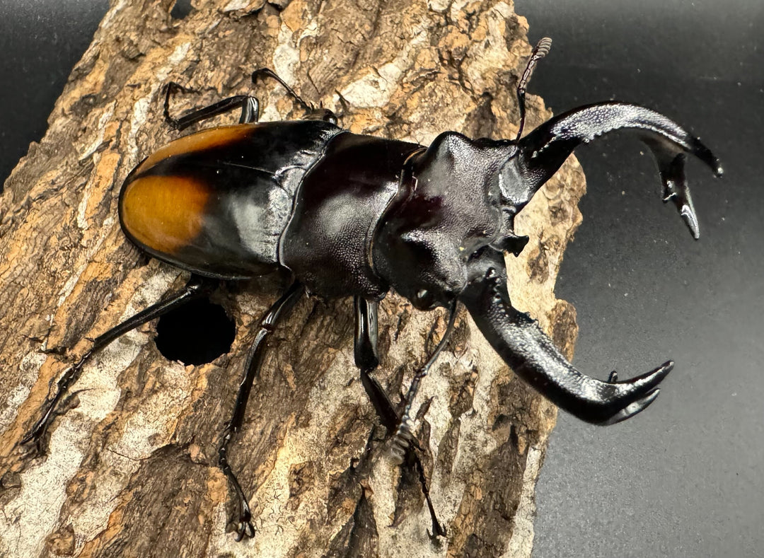 【WD】《セアカフタマタ（パリーフタマタ） 83mm ペア》