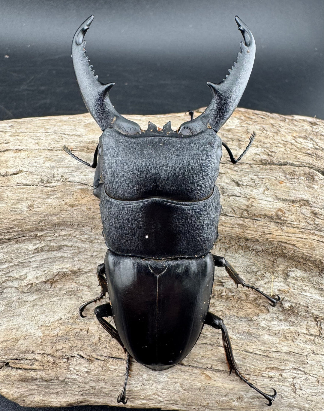 【WD】《ミンダナオヒラタ マラグサン産 86.5mm ペア》