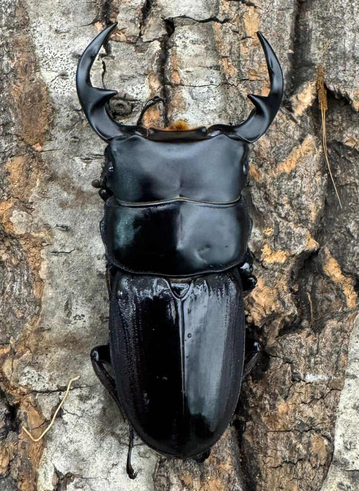 《インドクルビデンスオオクワ 57.6mm B品ペア》