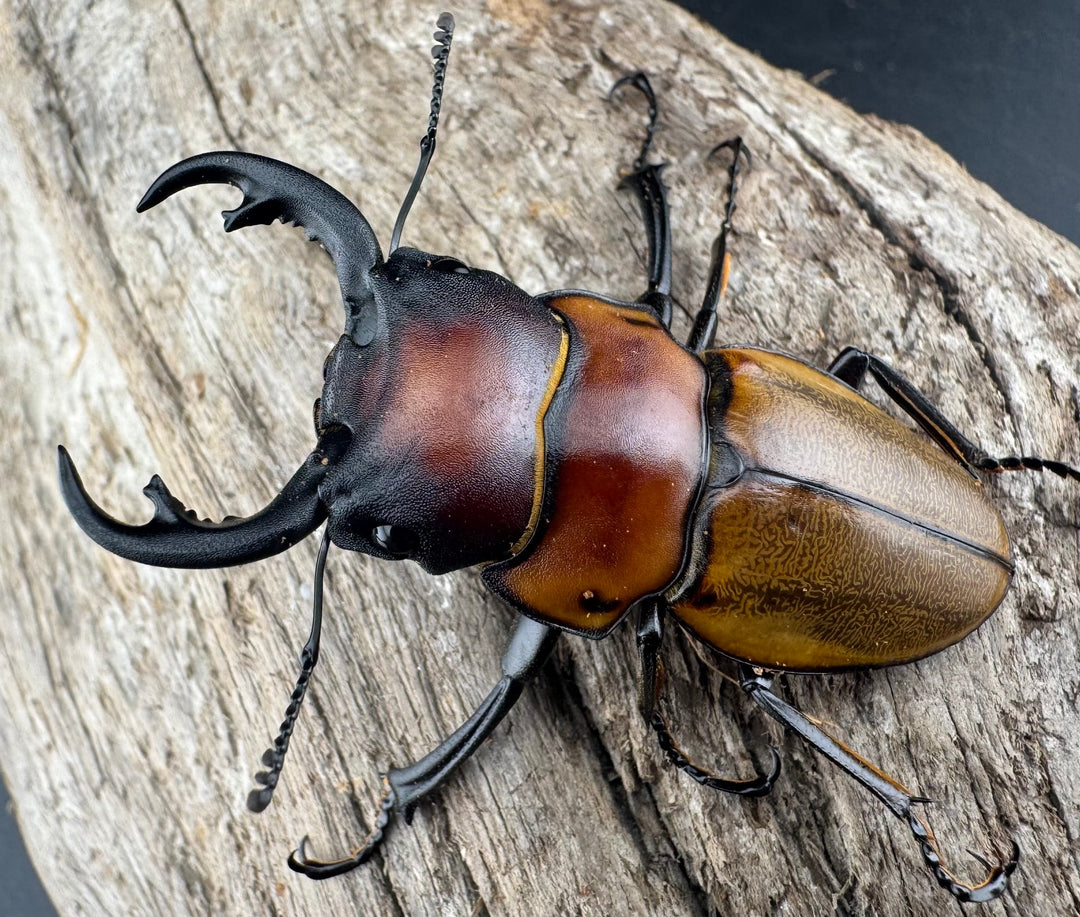 【WD】《ゾンメルツヤクワガタ 51mm ペア》