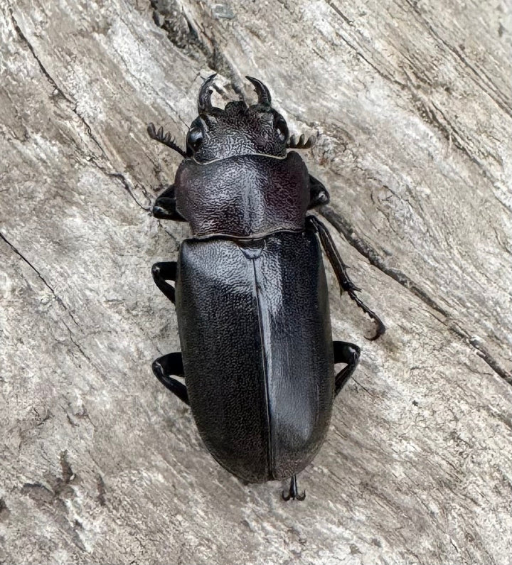 【WD】《メタリフェルホソアカ亜種finae 85.5mm A’品ペア》