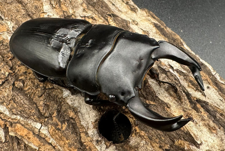 《ホペイオオクワ G160 74mm ペア》