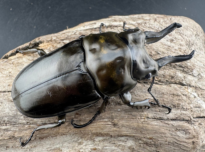 【F0】《ローゼンベルグオウゴンオニクワガタ 75mm ペア》