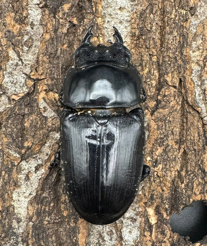 《オオクワガタ TT川西血統 53mm ♀単》ヒート氏ブリード個体