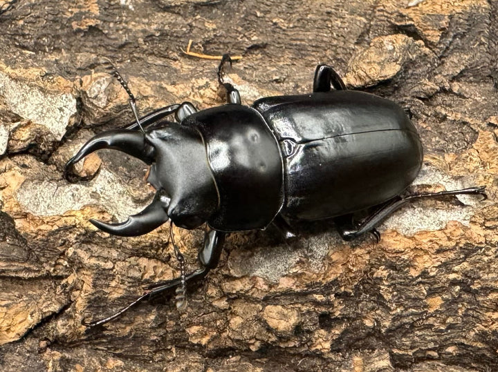 《ドンキエルコクワ亜種ハンプイ（黒ドンキ） 39mm ペア》