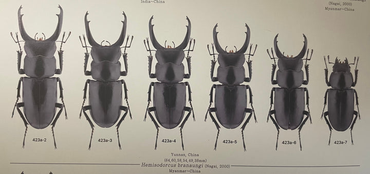 【WD】《ブラナウンコクワ 福貢県産 38mm ペア》