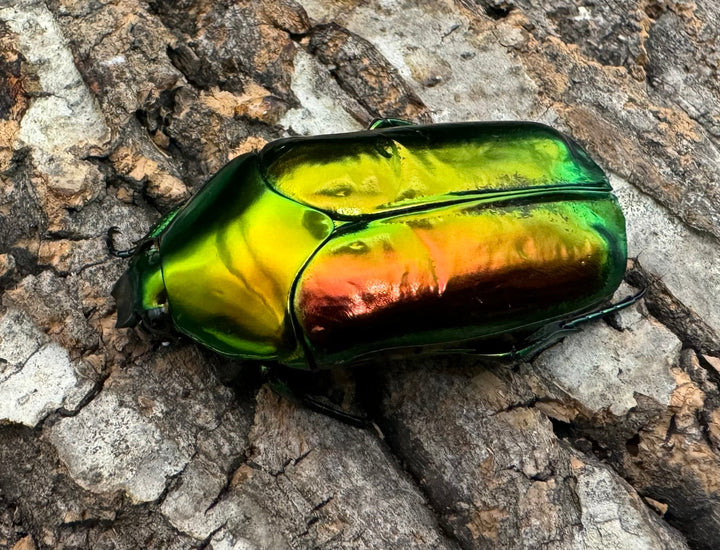 レア産地《センパーオオヒラタカナブン ペア》