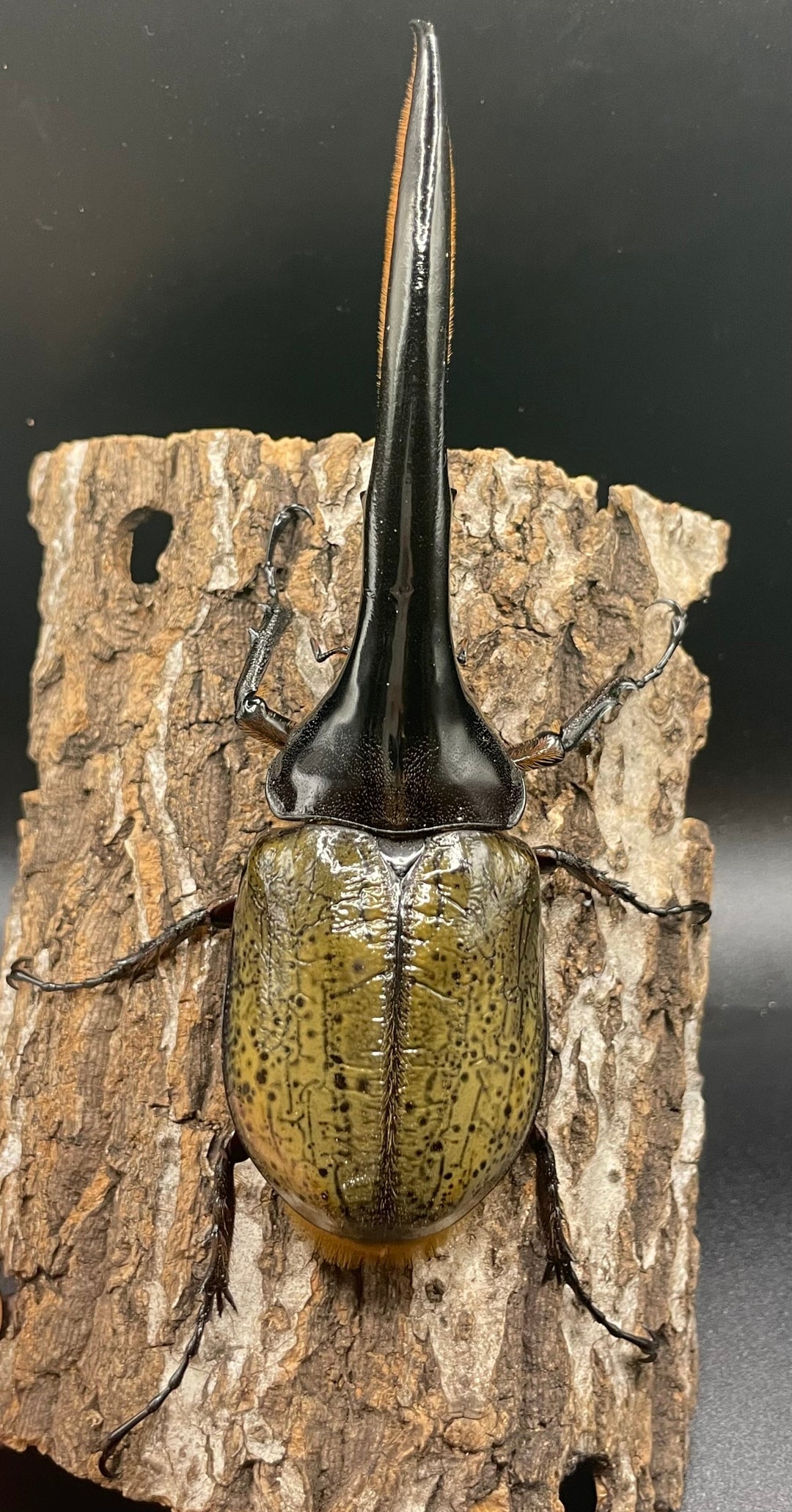 《ヘラクレス・ヘラクレス 147mm ペア》