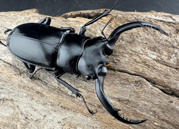 【WD】《ウエストウッディ亜種カズミアエ 雲南省産 62mm ペア》