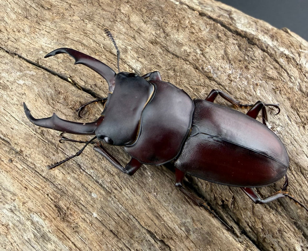 《ミシマコクワガタ 硫黄島産 43.5mm ♂♀♀トリオ》