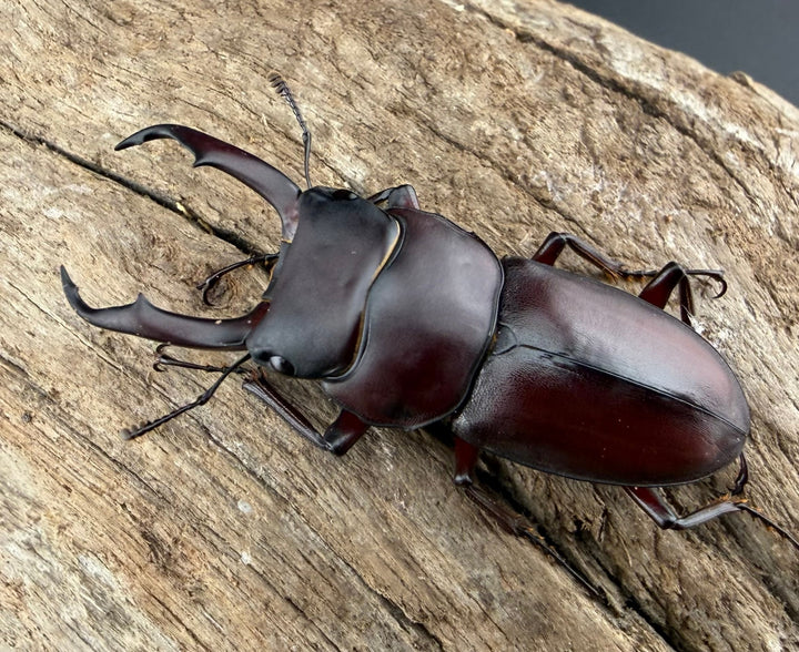 《ミシマコクワガタ 硫黄島産 43.5mm ♂♀♀トリオ》