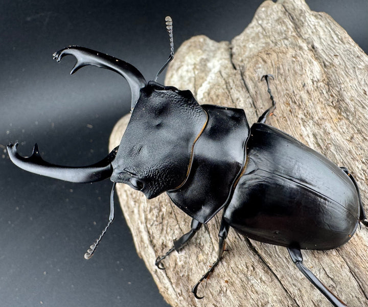 【WD】《スチーブンスツヤ原名亜種 81mm ペア》