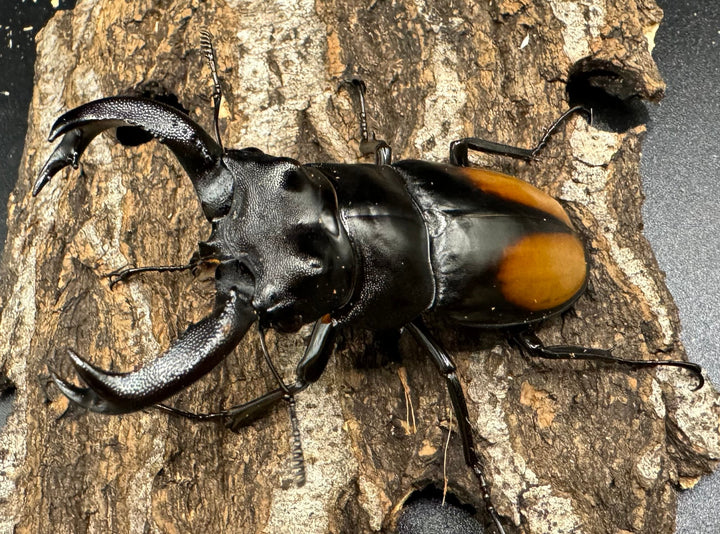 【WD】《セアカフタマタ（パリーフタマタ） 77mm ペア》