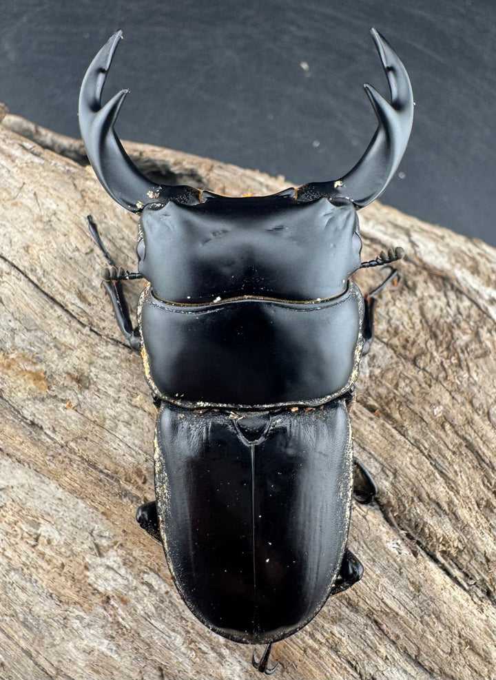 【WD】《クルビデンスオオクワ原名亜種 67mm ペア》