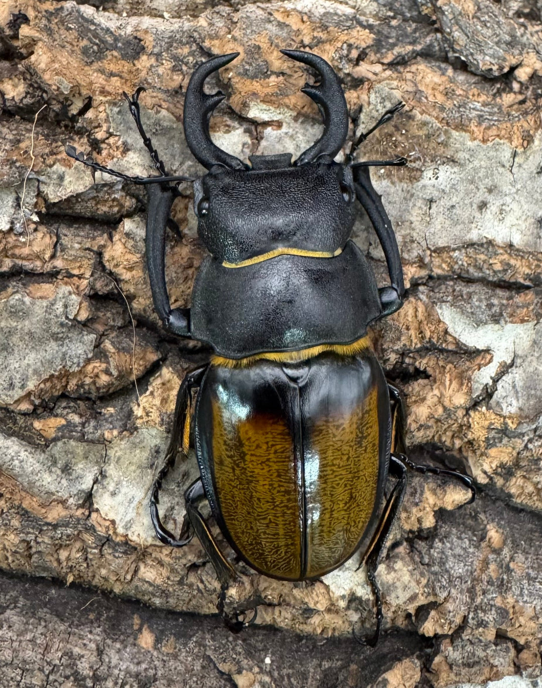 【WD】《キプルツヤクワガタ 58mm ペア》