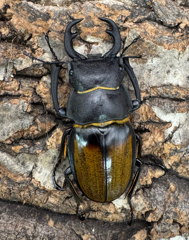 【WD】《キプルツヤクワガタ 58mm ペア》