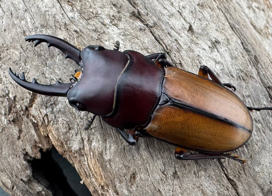 【WD】《ブルイジンノコギリ ペレン島産 37mm A’品ペア》