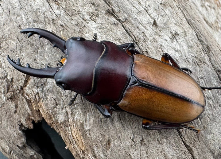 【WD】《ブルイジンノコギリ ペレン島産 37mm A’品ペア》