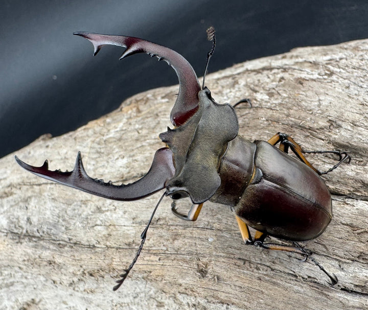 【WD】《フェアメイルミヤマ 雅安市産 55.5mm ペア》