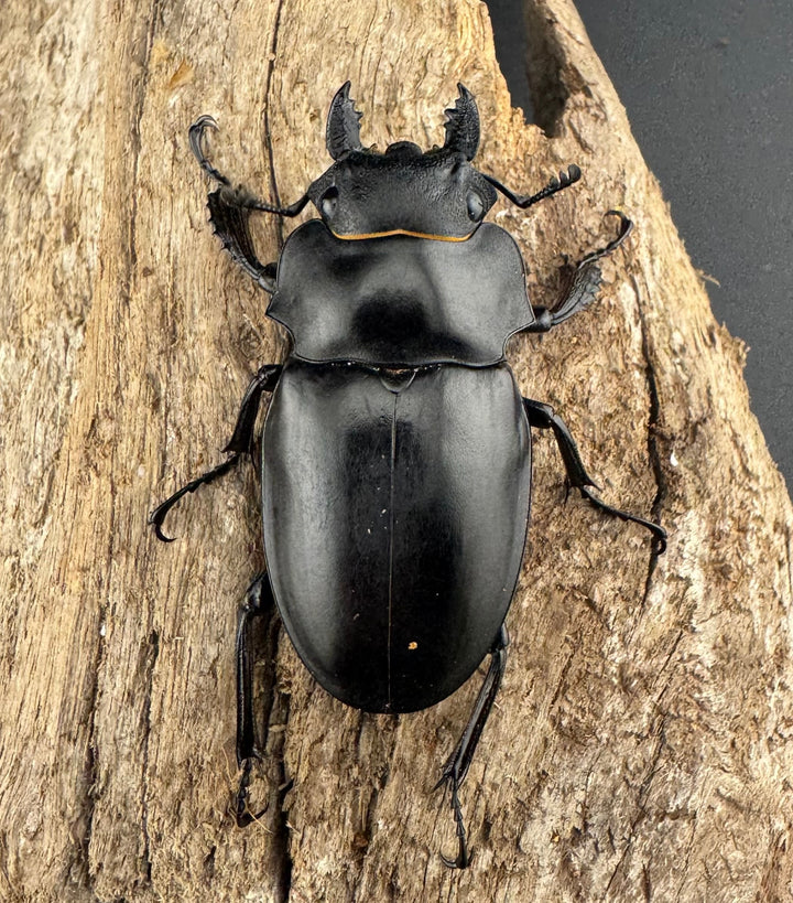 【WD】大型《アルケスツヤクワガタ ボアク島産 88.5mm ペア》