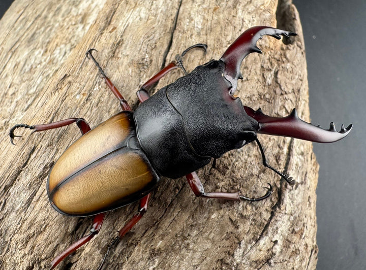 《ウムハンギノコギリクワガタ 58mm ペア》