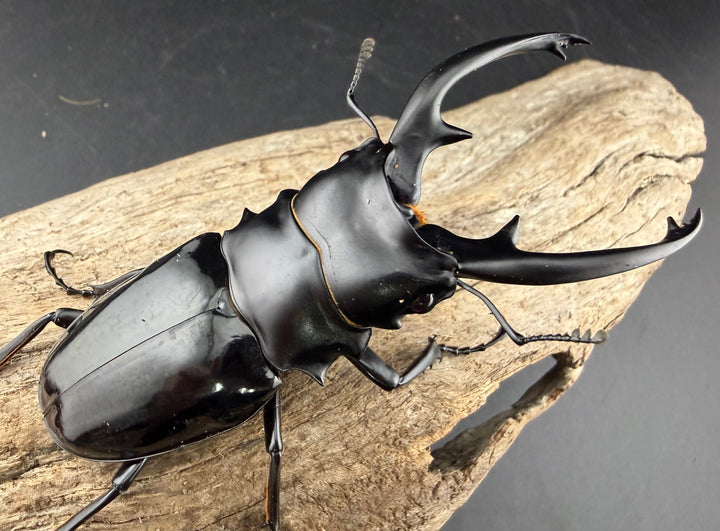 【WD】《インターメディアツヤクワガタ ネグロス島産 93mm ペア》