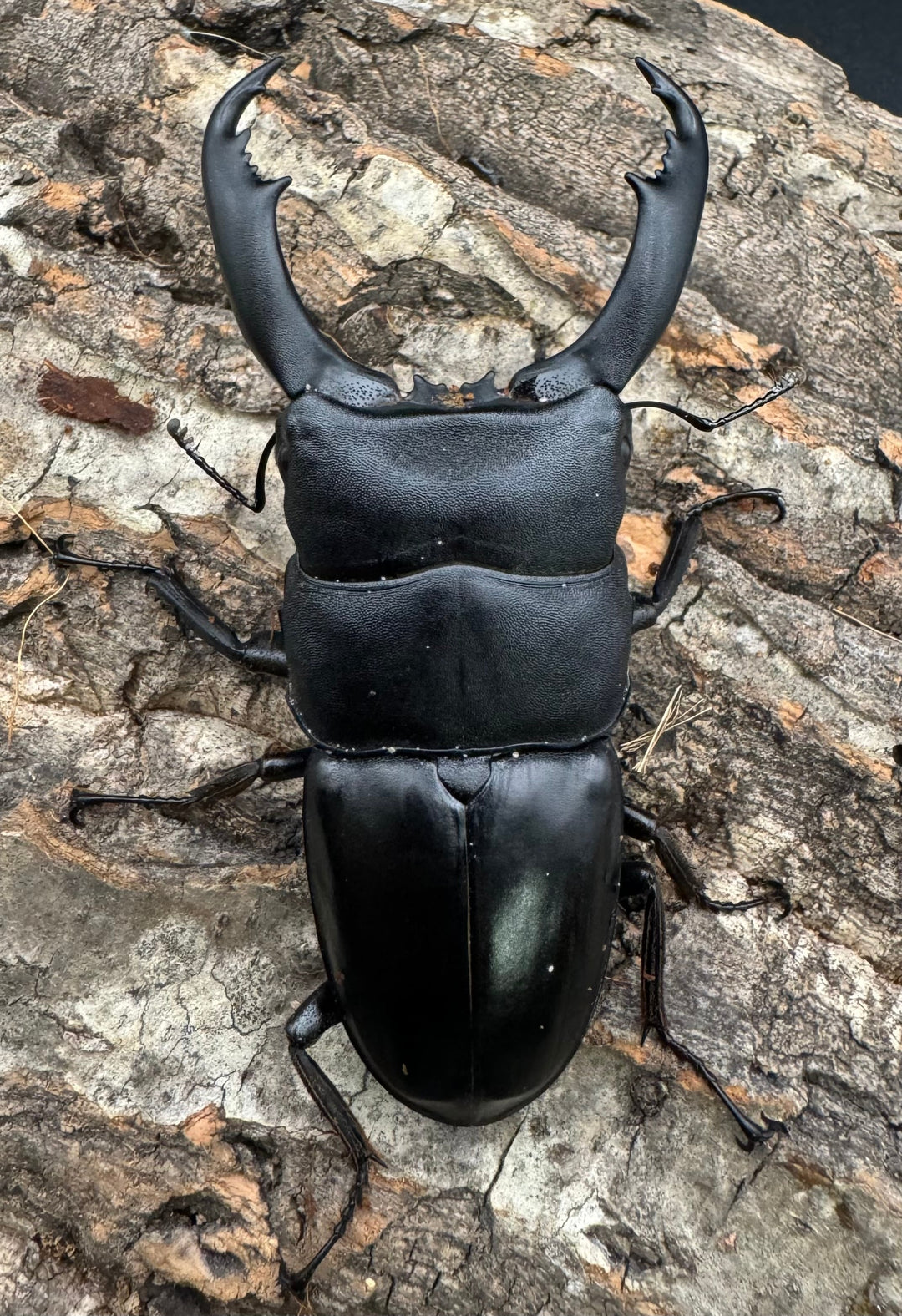 【WD】《南カマリネスヒラタ 85mm ペア》