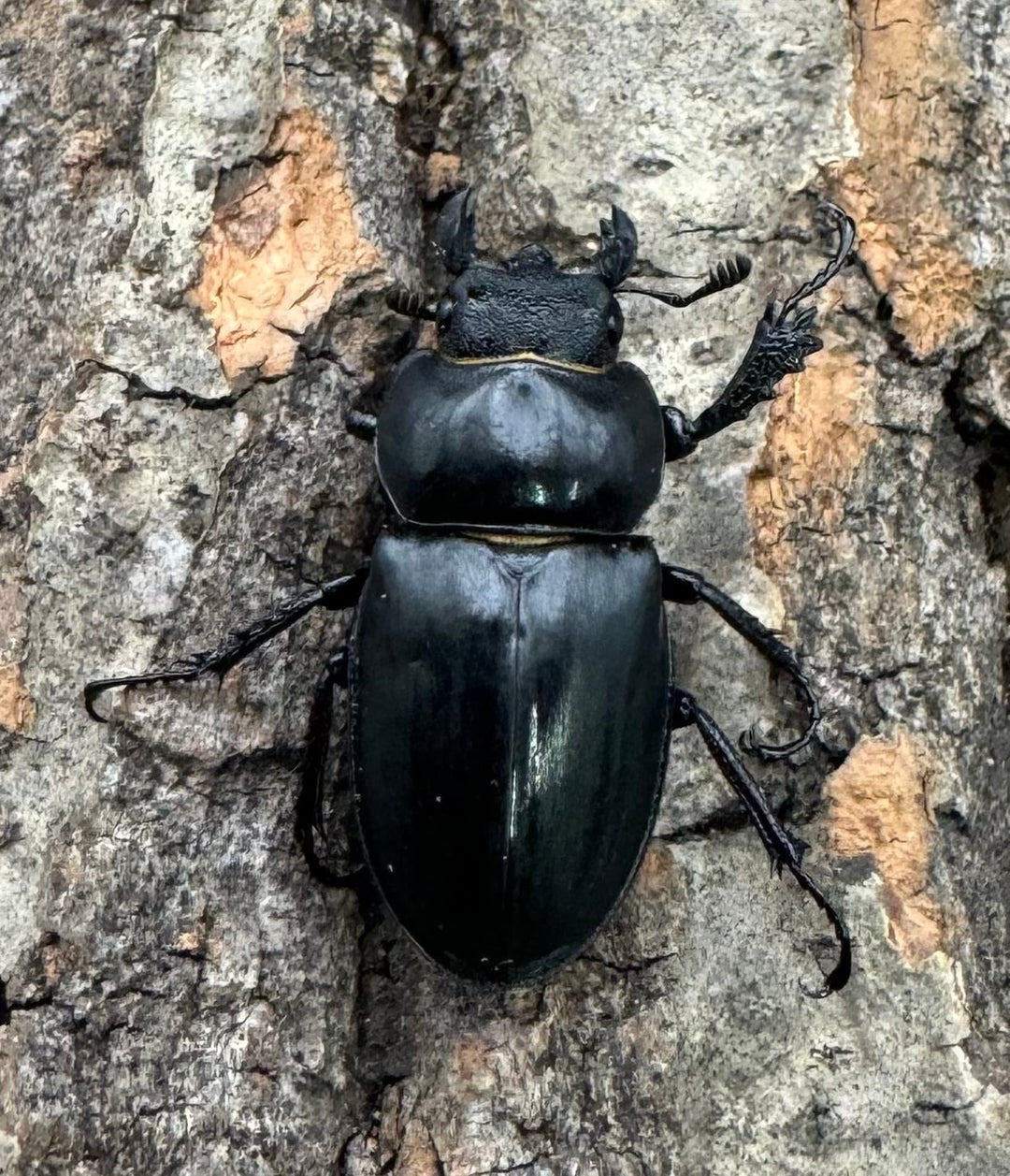 【WD】《パリーミヤマクワガタ ♀単》