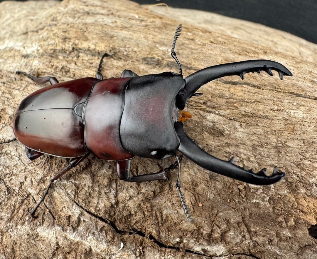 【WD】《ドルサリスノコギリ原名亜種 ボアク島産 53mm ペア》