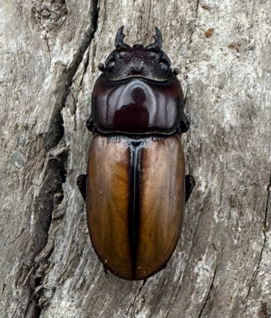 【WD】《ブルイジンノコギリ ペレン島産 39mm ペア》