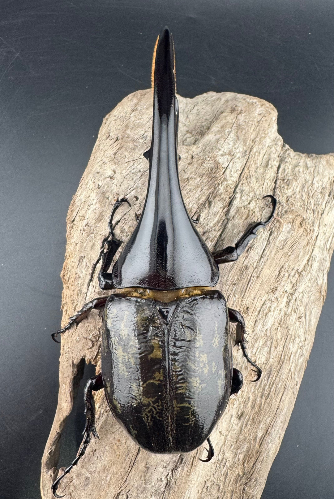 《ヘラクレス・ヘラクレス 132mm ペア》