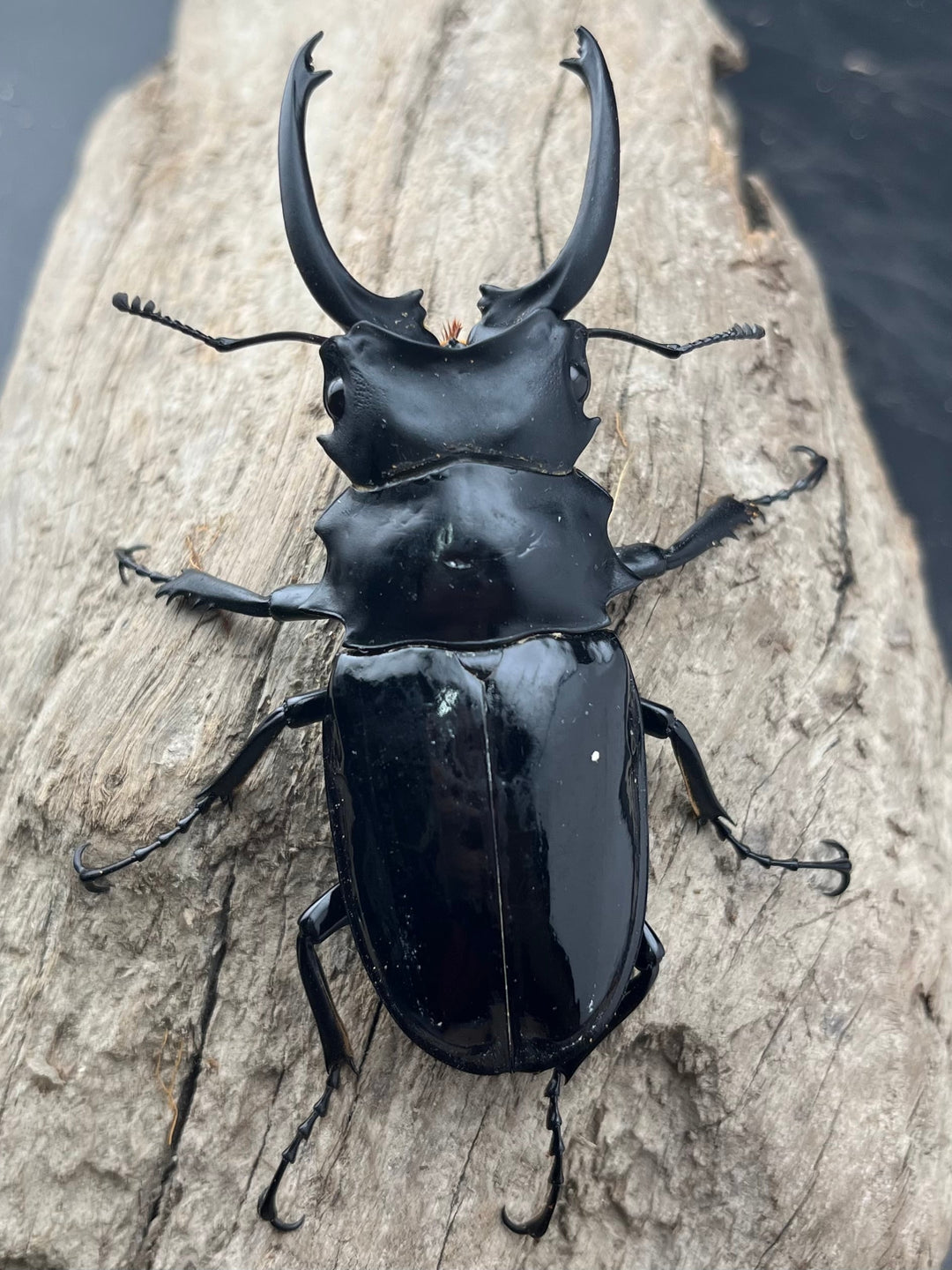 【WD】《ダールマンツヤクワガタ亜種celebensis 83mm ペア》