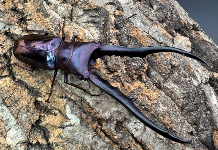 【美麗】《メタリフェルホソアカ 84mm ペア》わたくわ氏ブリード個体