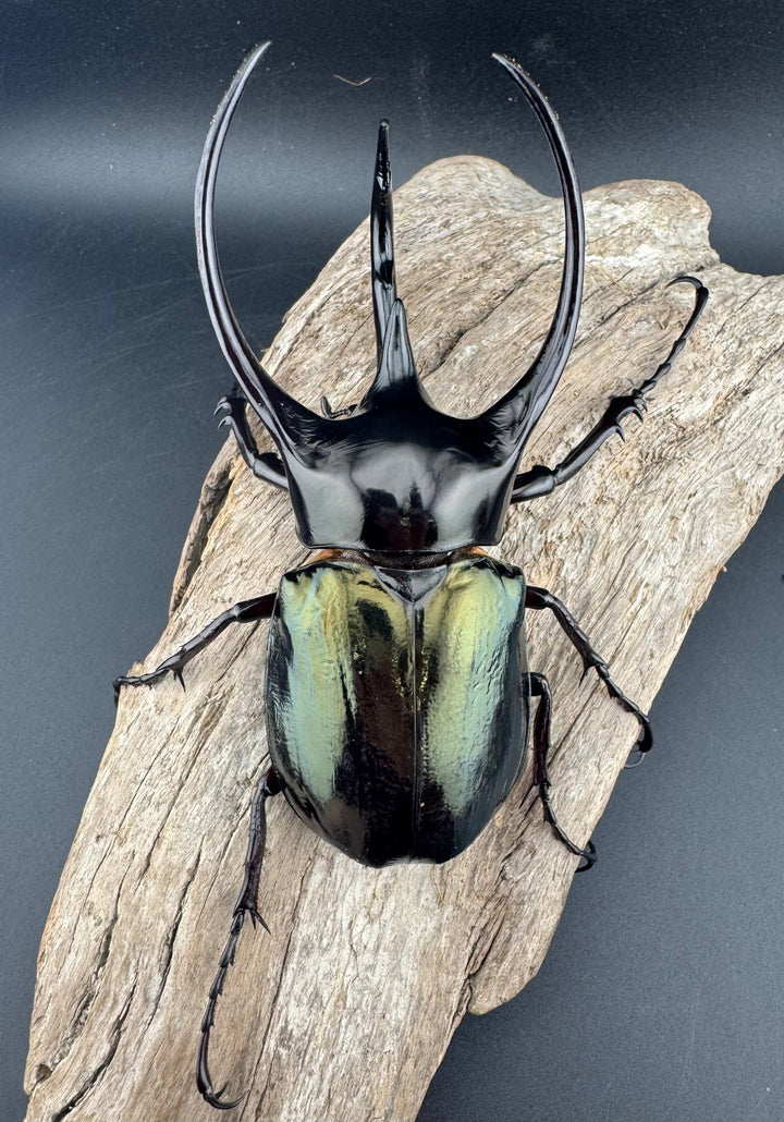 【WD】《ジャワコーカサスオオカブト 113.5mm ペア》