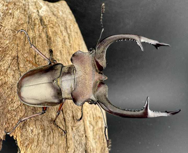 【WD】《クラーツミヤマ原名亜種 66mm ペア》