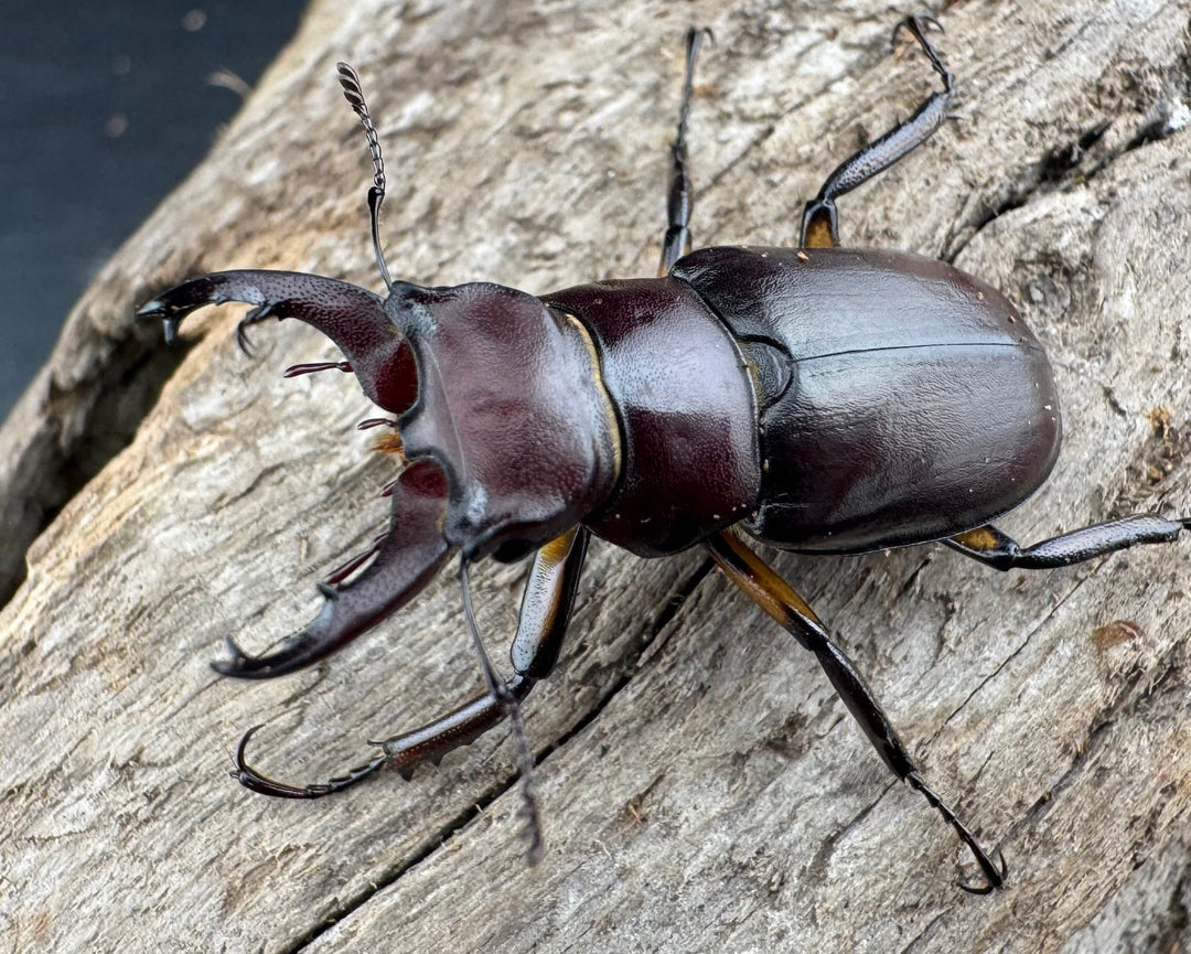 【WD】2021年新種《モーミヤマクワガタ 32mm ペア》